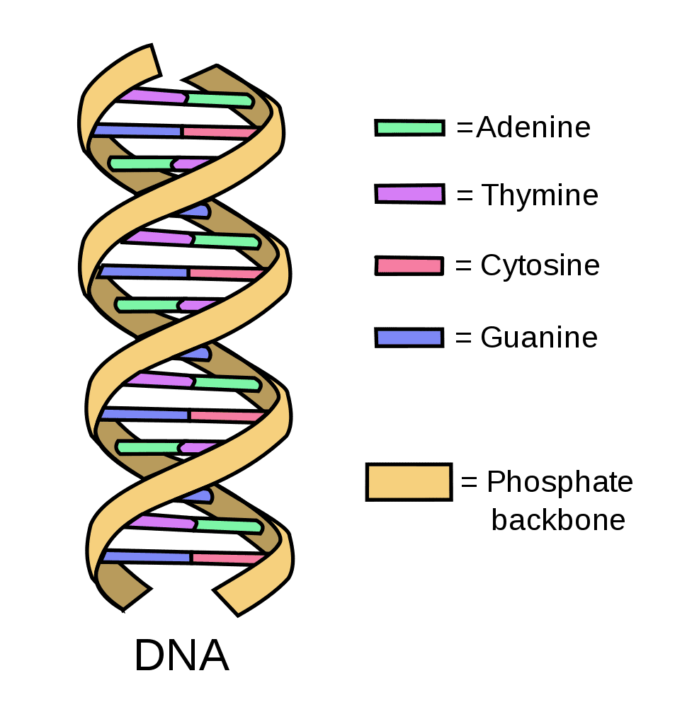 Building Blocks Of The Genetic Code Ashg